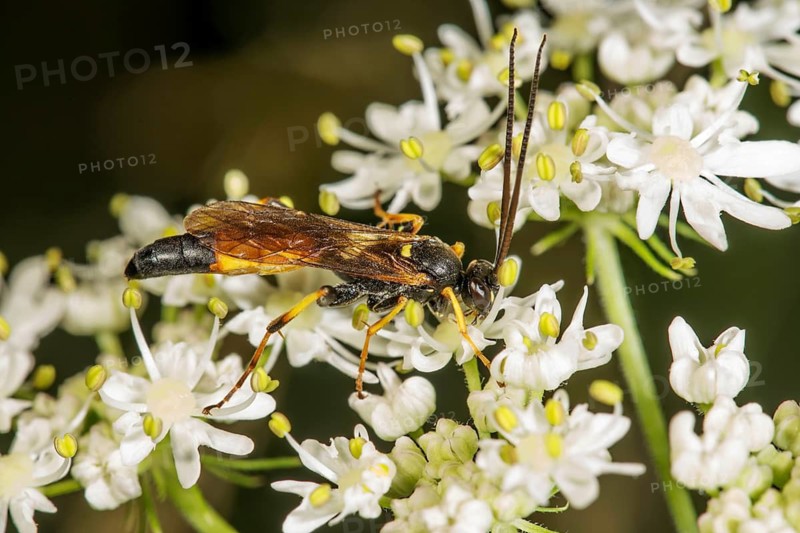 A parasitic wasp (Ichneumonidae sp.) on the delicate white inflorescences of wild angelica (Angelica silvestris), Baden-Württemberg, Germany