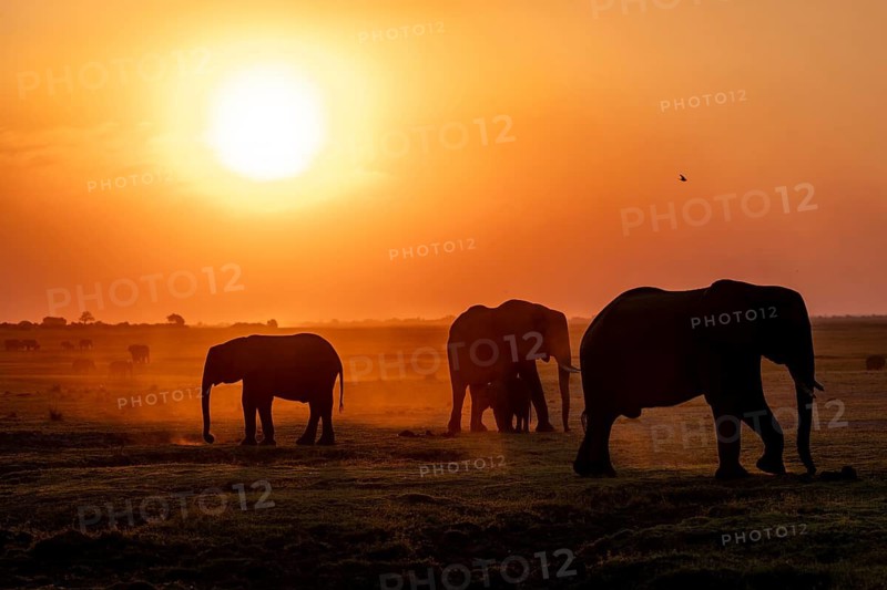 African elephant (Loxodonta africana), silhouette, sunset, atmospheric light, Ihaha, Chobe National Park National Park, Botswan