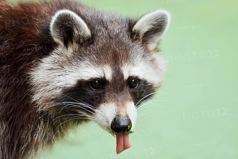 Raccoon (Procyon lotor) with its tongue sticking out, portrait, North Rhine-Westphalia, Germany, non-native species in Europe