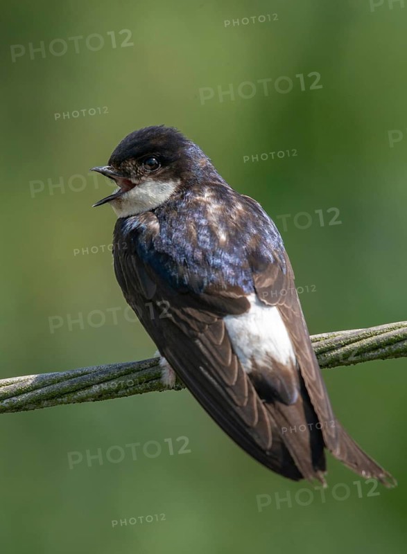 Delichon urbica, house martin, house martins, birds, high size, portrait format, passeri, swallows, songbirds, birds