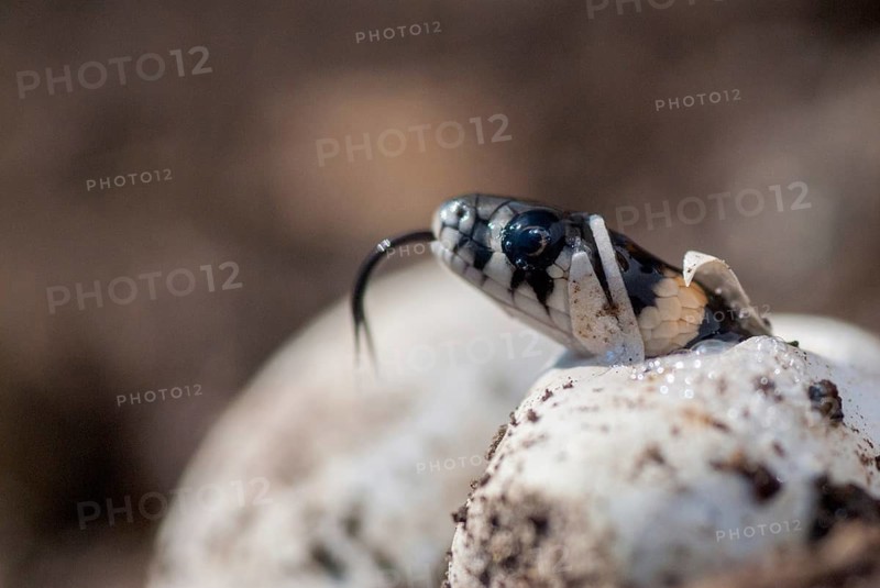 Grass Snake, Natrix Natrix, Grass Snake, Clutch, Critters, Eggs, Reptilia, Reptilia, Reptiles, Ringed Snakes, Snakes, Water Snakes