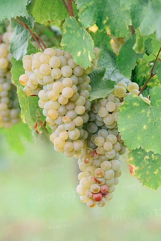 Grapes on vine, Riesling grape variety, Alsace, Grand Est, France