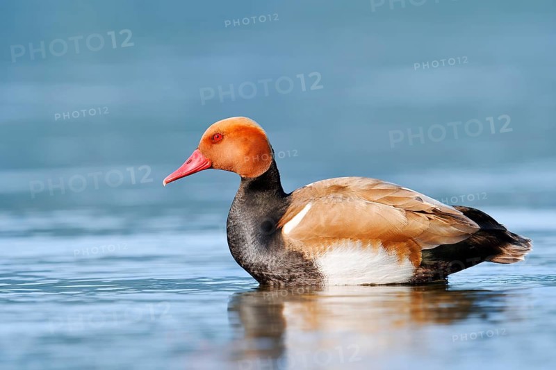 Red-crested Pochard (Netta rufina), drake, Lake Constance, Baden-Württemberg, Germany