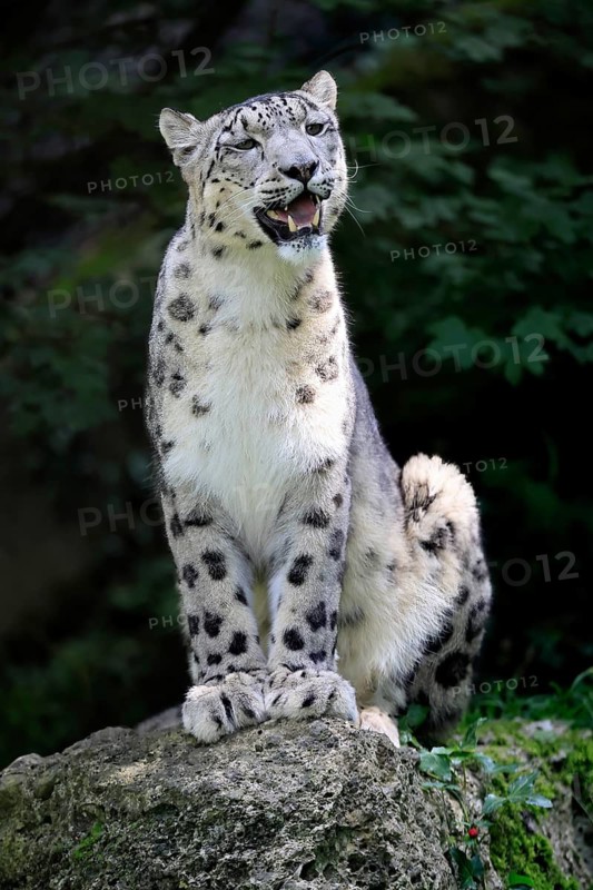 Snow leopard (Uncia uncia), adult, alert, sitting on rocks, endangered species, captive