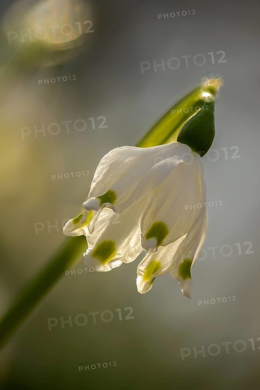 Amaryllidaceae, spring knot flower, leucojum vernum, fairy tale cup, daffodil, flora, spring, high size, portrait format, plants, spring, spring snowflake