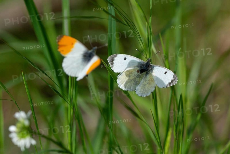Anthocharis cardamines, aurorae, orange tip, butterfly, insects, mating, butterflies, butterflies