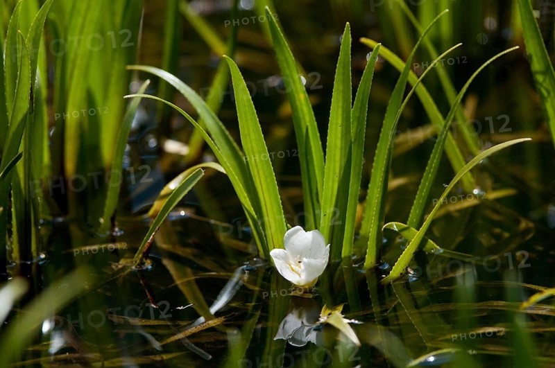 Frogbite family Hydrocharitaceae, Stratiotes aloides, Flora, Crab Scissor, Plants, Water Pineapple, Water Soldiers