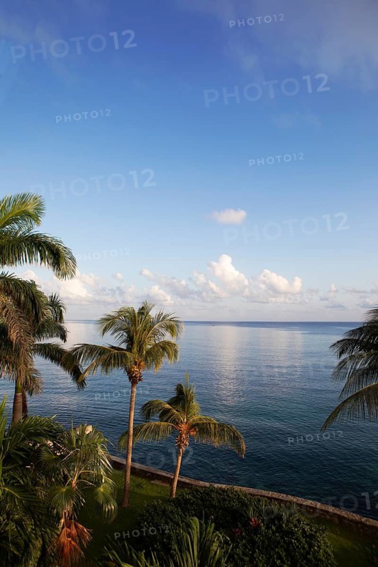 Palm trees on the Caribbean Sea near Ochos Rios, Saint Ann Parish, West Indies, Caribbean, Central America