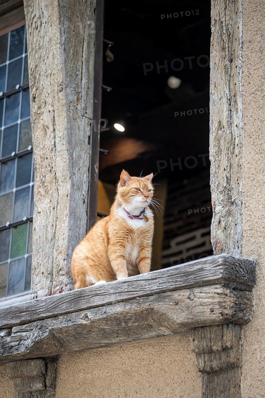 Orange-white house cat sitting on a window sill in the historic old town of Angers, Maine-et-Loire department, Pays de la Loire region, France