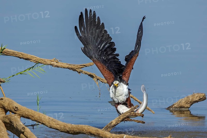 Black eagle hunting, prey, fish, (Haliaeetus vocifer), Africa, Zambia