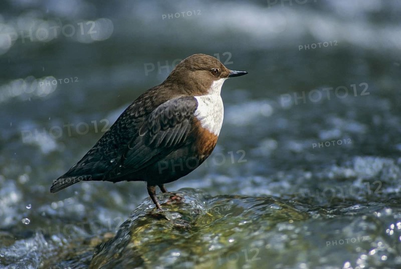 Cinclus cinclus, dippers, dippers, birds, leo, passeri, songbirds, birds