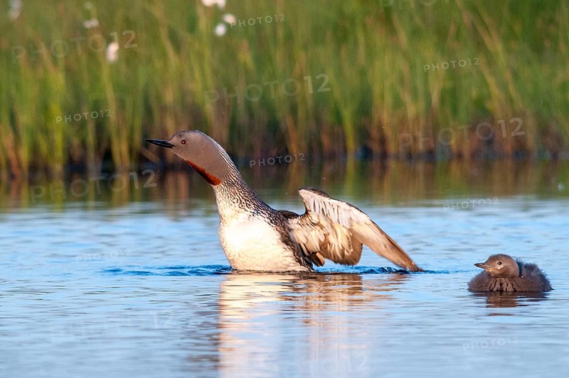 Finland, Gavia Stellata, Red-Throated Diver, Star Diver, Birds, Diver, Gaviidae, Grebe, Loons, Divers, Birds, Waterbirds