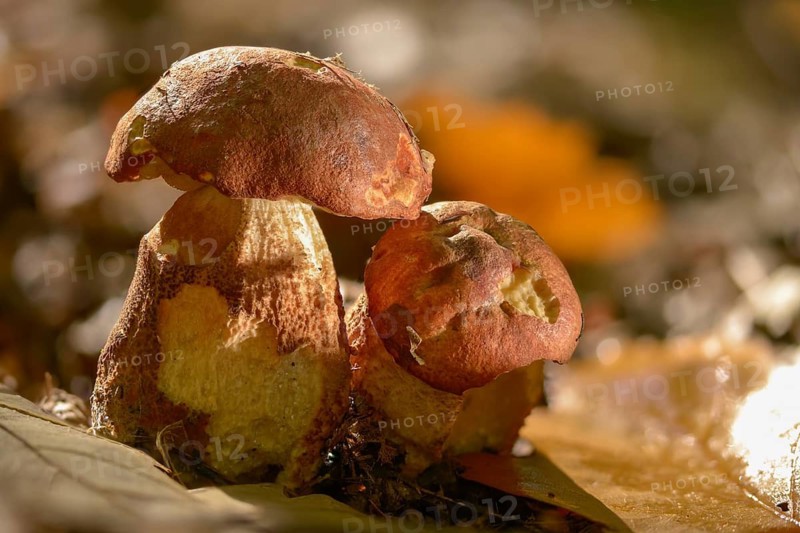 Aspen redcap, deciduous forest redcap, leccinum albostipitatum, leccinum aurantiacum, leccinum leucopodium, leccinum rufum, poplar redhead bolete, redcap, white-stemmed redcap, fungi, fungi, mushrooms