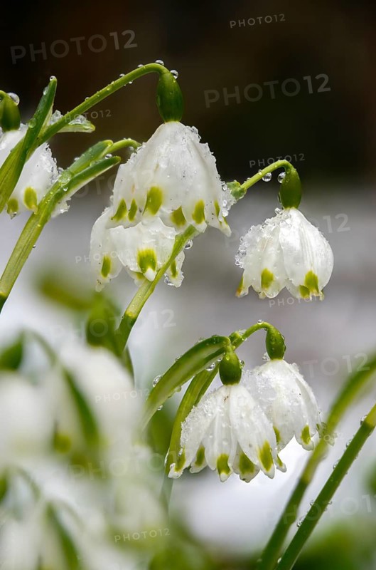 Amaryllidaceae, spring knot flower, leucojum vernum, fairy tale cup, daffodil, flora, high size, portrait format, plants, spring snowflake