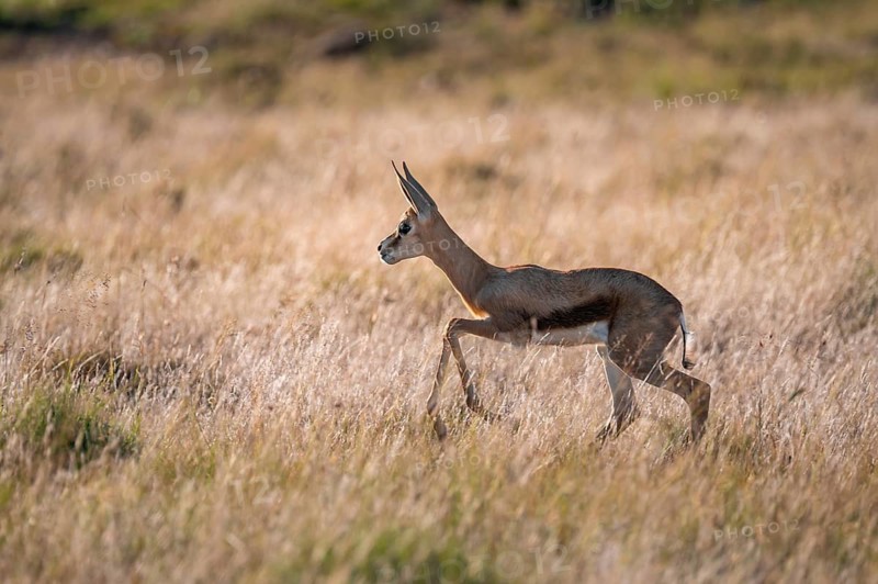 Young springbok (Antidorcas marsupialis) in meadow, Mountain Zebra National Park, South Africa