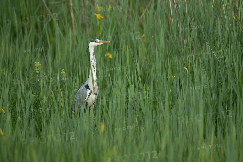 Grey heron (Ardea cinerea) adult bird in a reedbed, RSPB Minsmere nature reserve, Suffolk, England, United Kingdom