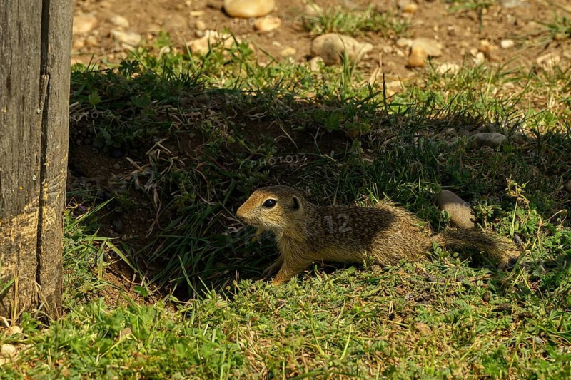 Hof Palace, Baroque garden, Baroque estate, zoo, ground squirrels (Spermophilus), Marchfeld, Lower Austria