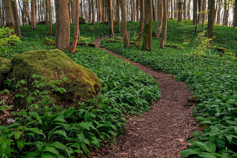 Winding forest path through an idyllic beech forest in spring with lush green wild garlic on the ground, Naturwald Saubrink-Oberberg, Ith, Weserbergland, Lower Saxony, Germany