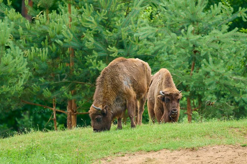 Two bison in a green meadow, surrounded by trees, in a natural setting, European bison (Bos bonasus, Bison bonasus), Hesse, Germany