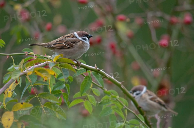 Tree sparrow, dog rose, Passer Montanus, Rosa Canina, rosaceae, rose family, sparrow, tree sparrow, autumn, birds, dog rose, flora, hedge, hedge, autumn, passeri, plants, songbirds, sparrow, sparrow, sparrow, sparrow, sparrow, sparrow, sparrow, sparrow