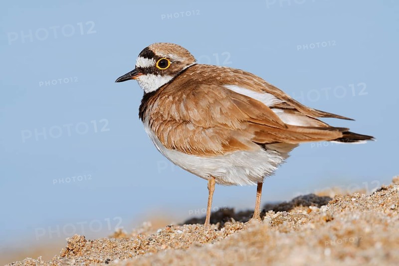 Little Ringed Plover (Charadrius dubius, Thinornis dubius), North Rhine-Westphalia, Germany