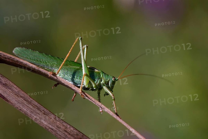 Grasshoppers, Great Green Bush Cricket, Big Hayhorse, Hayhorse, Deciduous Locusts, Singhoppers, Tettigonia Viridissima, Tettigonioidea, Ensifera, Grasshoppers, Locusts, Insects, Insects, Long-Feeler Scares, Male, Male