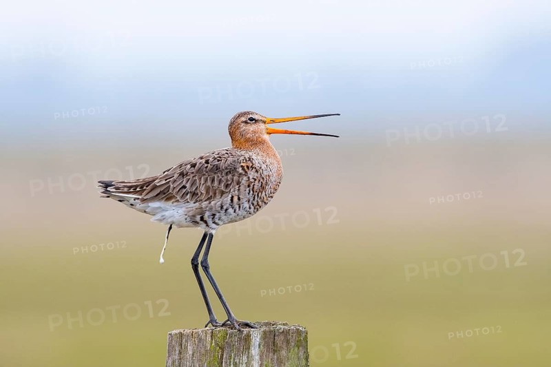 A long-legged bird on a post with an open beak in a peaceful natural setting, Dümmer nature park Park, Lower Saxony, Germany