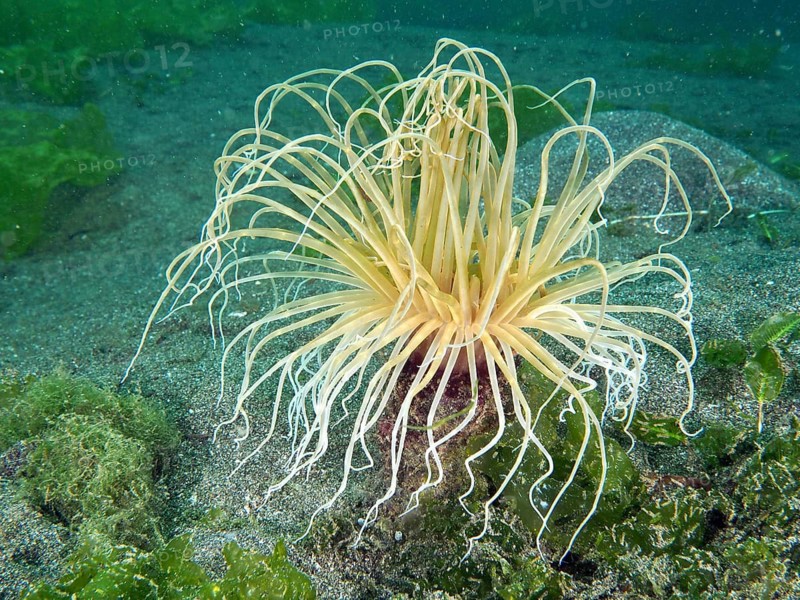 Delicate tentacles of the filiform cylinder rose (Cerianthus filiformis) underwater on a sandy seabed, Secret Bay dive site, Gilimanuk, Bali, Indonesia