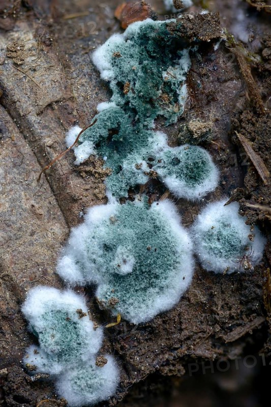 Mold, hose fungus spec., Trichoderma viride, fungi, fungus, high size, portrait format, mushrooms