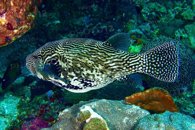 A black-and-white-striped Yellowfin Puffer, the map pufferfish (Arothron mappa), swims above a colourful reef, SD dive site, Nusa Ceningan, Nusa Penida, Bali, Indonesia