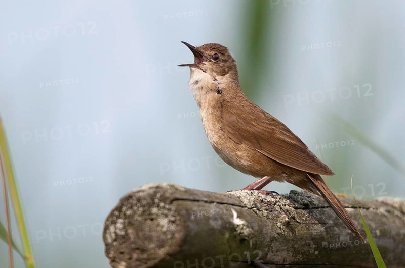 Locustella luscinioides, cane swirl, Savi's warbler, birds, song, passeri, singing, songbirds, birds