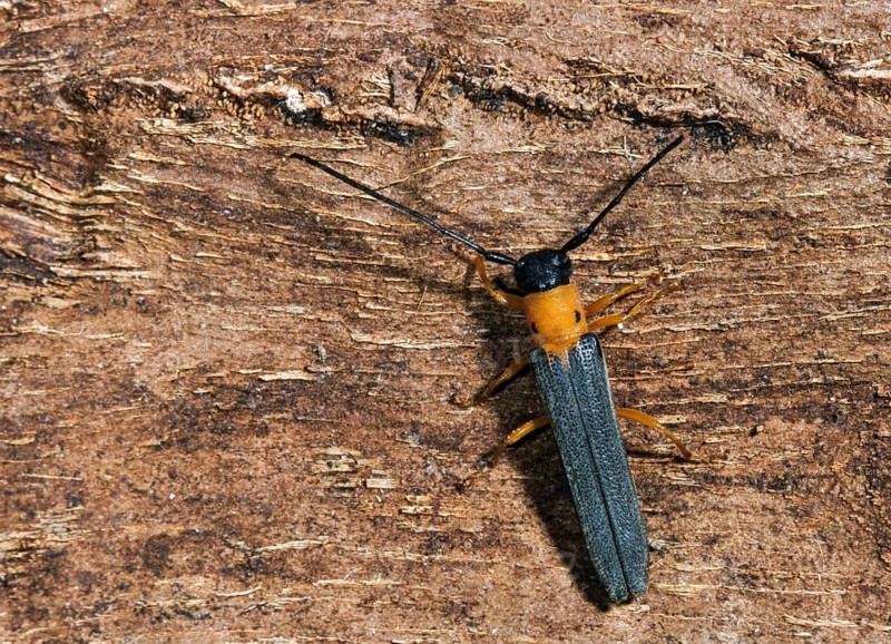 Honeysuckle linebuck, hedgehog lineborn, oberea pupillata, root-spotted lineborn, beetle, longhorn beetle, insects, beetles