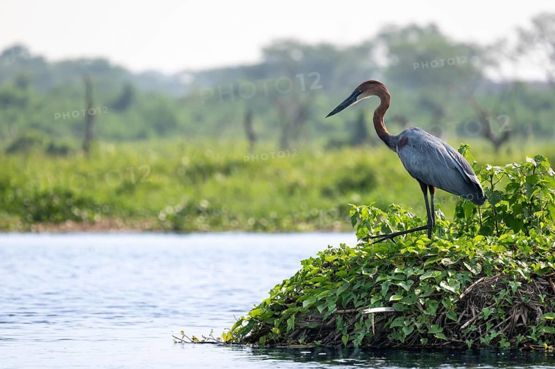 A purple heron (Ardea purpurea) stands by the water, White Nile, Murchison Falls National Park, Uganda