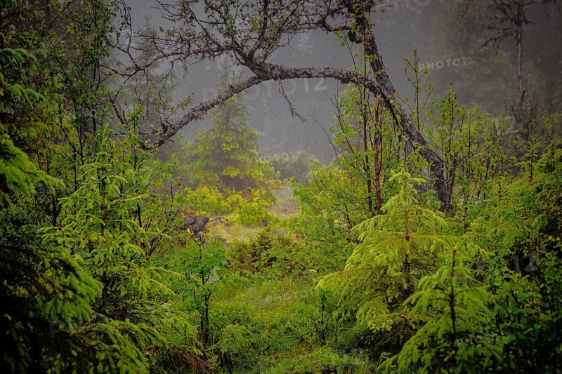 View through young firs on a curved branch of a tree in drizzle, Gol, Halligdal, Buskerud, Norway