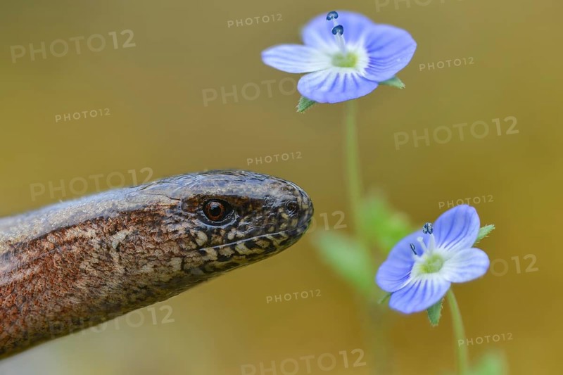 Anguis fragilis, slow worm, western slow worm, blindworm, deaf adder, hazelworm, reptiles, lizards, long-cripple, reptilia, reptiles, slowworm