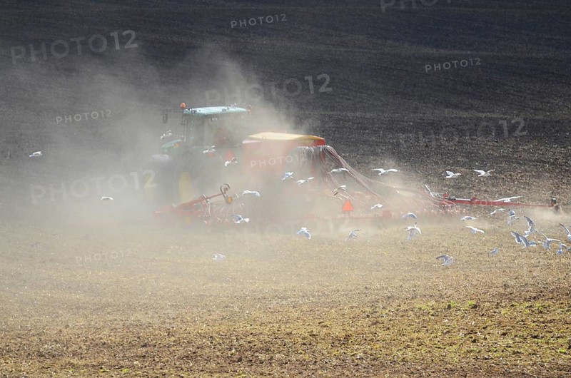 Tractor with seed drill in a cloud of dust on a dry field and surrounded by seagulls in Ystad, Skåne County, Sweden, Scandinavia