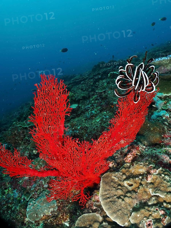 Bright red corals, the red knotted fan coral (Melithaea ochracea), underwater amongst colourful rocks, the atmosphere is lively and dynamic. Dive site: Toyapakeh, Nusa Ceningan, Nusa Penida, Bali, Indonesia