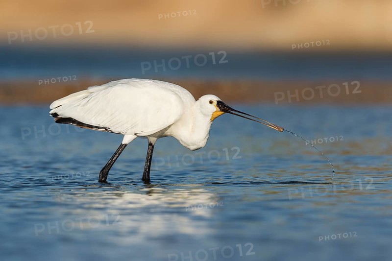 Eurasian Spoonbill (Platalea leucorodia) foraging, Eilat, Israel
