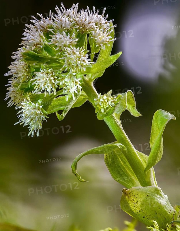 Asteraceae, daisy, butterbur, petasites albus, white butterbur, flora, high size, vertical format, plants, plants