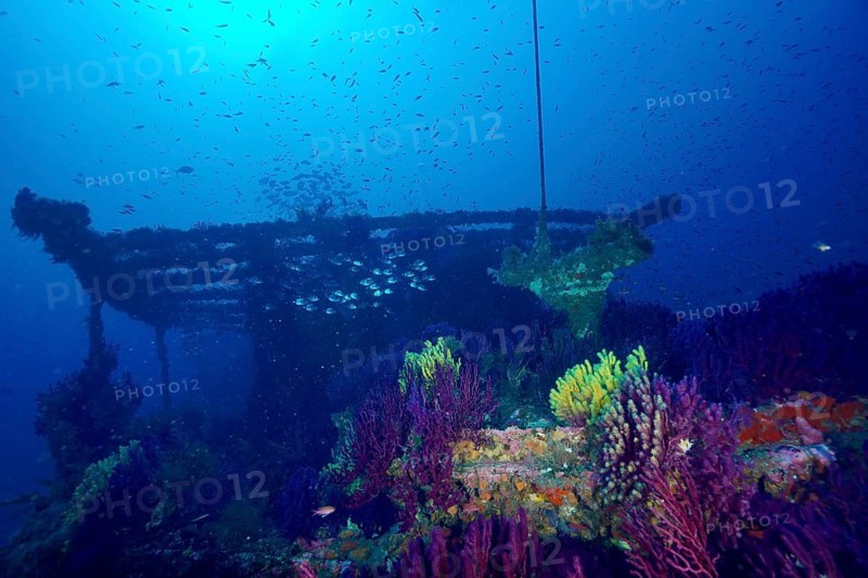 A shipwreck overgrown with colourful corals, Violescent sea-whips (Paramuricea clavata) and fish underwater, dive site: Le Grec wreck, Giens Peninsula, Provence-Alpes-Côte d'Azur, France