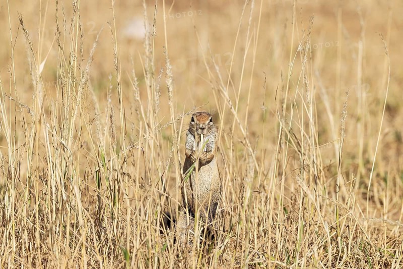 Cape Ground Squirrel (Xerus inauris). Female, feeding. Kalahari Desert, Kgalagadi Transfrontier Park, South Africa