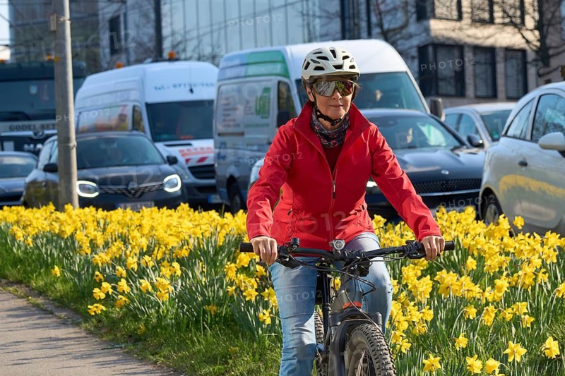 Middle aged woman riding an e-bike on a safe bike path lined with blooming daffodils during spring rush hour i with urban traffic and sustainable commuting concept, Stuttgart, Baden-Wuerttemberg, Germany