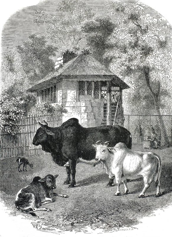 Group of zebu, humpback, in a rural area, 1860, authentic, high-resolution reproduction from a 19th century model, exact date of presentation unknown, historical