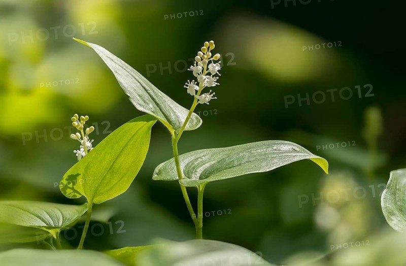 Convallariaceae, Maianthemum bifolium, lily of the valley, may lily, shadowflower, two-leaf shadowflower, false lily of the valley, flora, plants, plants