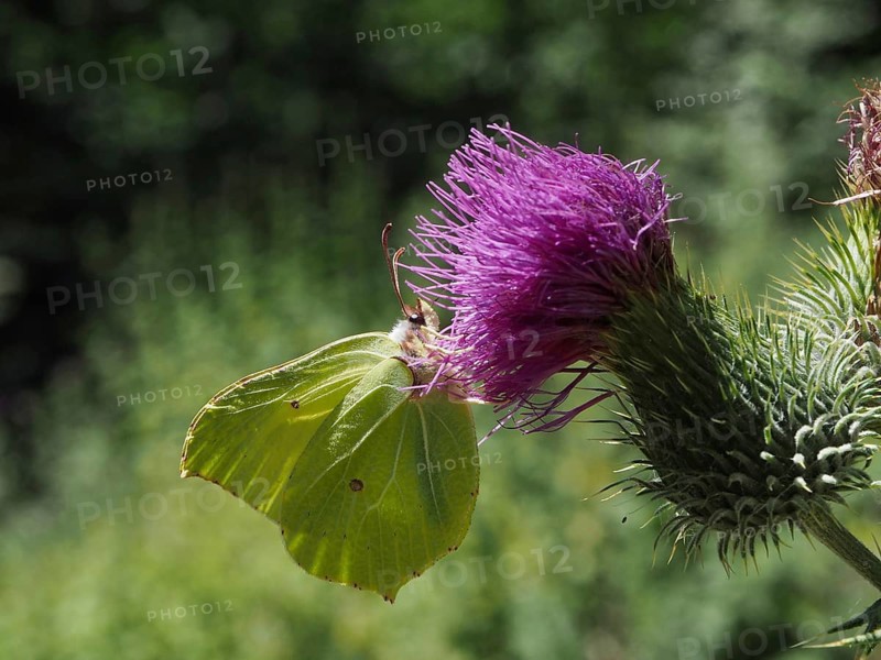 A butterfly, the lemon butterfly (Gonepteryx rhamni), perches on a bright purple thistle flower in the summer sun, Hüttchopf, Tösstal, Canton of Zurich, Switzerland