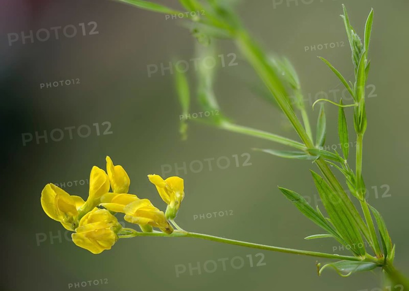 Lathyrus pratensis, sweet pea, meadow pea, flora, meadow pea, meadow vetchling, plants, yellow pea