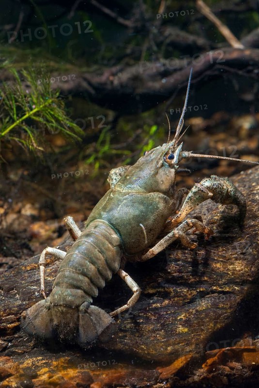 Astacus astacus, crayfish, European crayfish, European crayfish, crayfish, arthropods, crabs, crustacea, crabs, crabs, crabs, crabs, leo