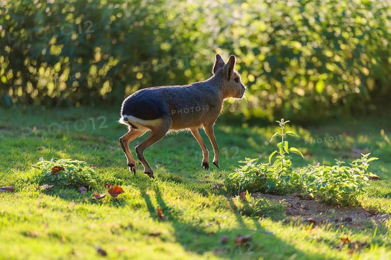 A Patagonian mara (Dolichotis patagonum) leaps across a meadow against the light. In the background, the green vegetation is bathed in light