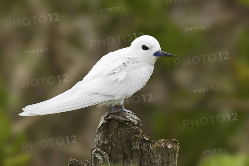 White Tern (Gygis alba), Hawaii, USA