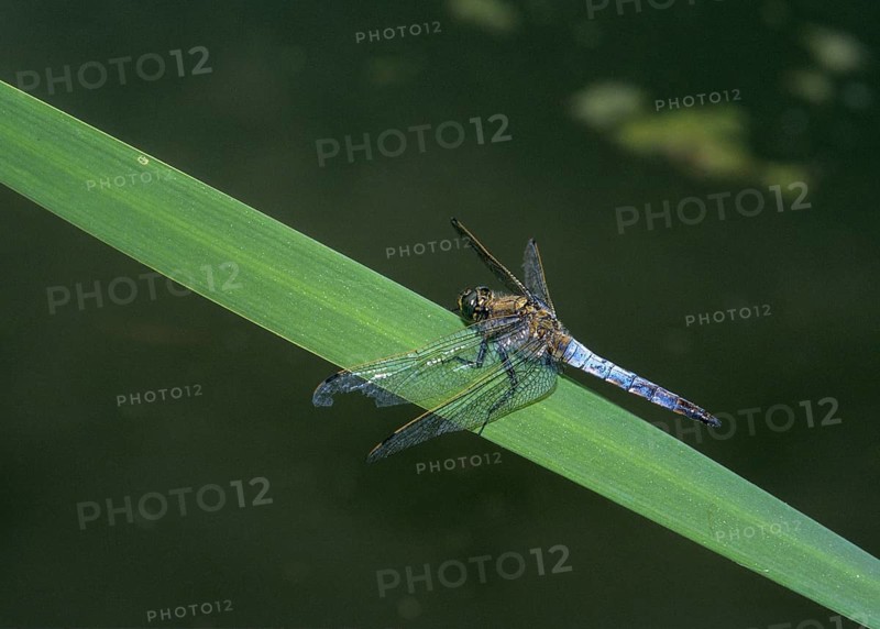 Black-tailed skimmer, big blue arrow, orthetrum cancellatum, anisoptera, damselflies, dragonflies, insects, insects, leo, dragonflies, male, odonata